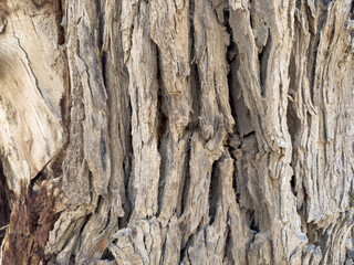 Close-up of old bark. Natural patterns and rough textures. Organic materials for environmentally friendly design projects that emphasize sustainability and carbon neutrality. Background of environment