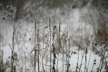 White snow on a bare tree branches on a frosty winter day, close up. Natural background. Selective botanical background.