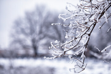 Winter atmospheric landscape with frost-covered dry plants during snowfall. Winter Christmas background