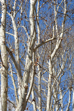 Platanus X Acerifolia" Images – Browse 2,286 Stock Photos, Vectors ...