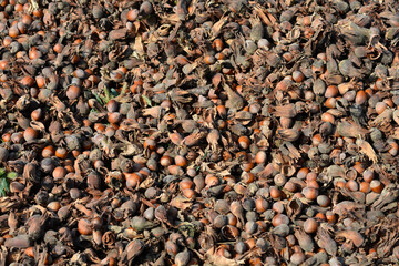 A ground covered in freshly harvested hazelnuts