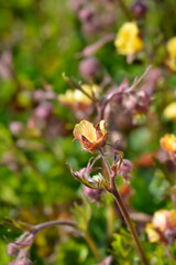 Geum Golden Joy flower bud
