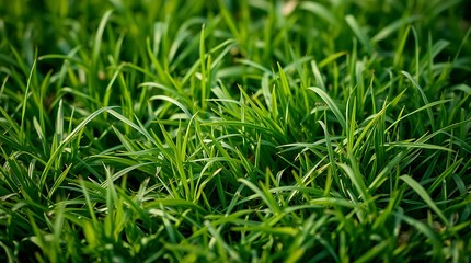 Fototapeta premium Vibrant Green Grass: A close-up of lush, verdant grass blades, showcasing the vibrant texture and natural beauty of a flourishing lawn.