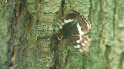 Butterfly Amur Purple or Apatura iris amurensis in sun on a tree trunk. Clings to the bark of a tree and flaps its wings. Close up.