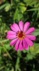 Obraz premium Stunning and elegant zinnia flower plants