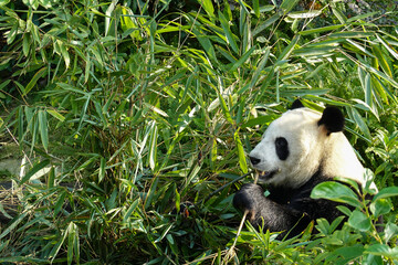 giant panda eating bamboo