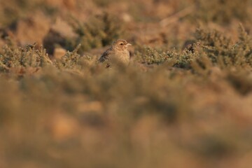 Small brown bird standing on the ground. Selective focus.