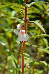 Garden balsam flowers