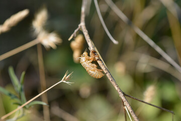 Abandoned cicada exoskeleton on a blade of grass