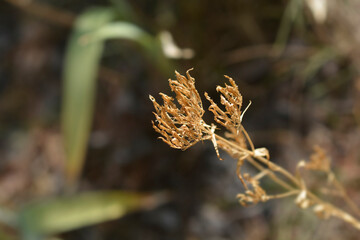 Common centaury seed head