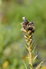Prairie gay feather seed head