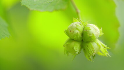 Hazelnuts ripen on a tree branch in farm garden with sunbeams. Green hazelnut on tree with leaves. Slow motion.