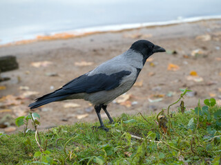 Obraz premium crow on grass in autumn