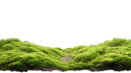 Moss green forest floor with narrow footpath 
 isolated on transparent background