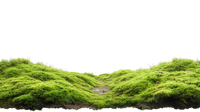 Moss green forest floor with narrow footpath 
 isolated on transparent background