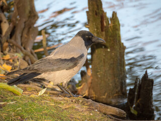 crow on grass closeup