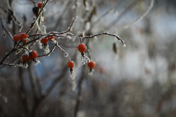 White snow on a bare tree branches on a frosty winter day, close up. Natural background. Selective botanical background.