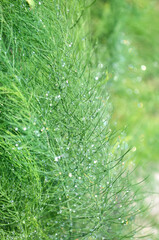 Asparagus greens with small water drops after rain as plant green background.