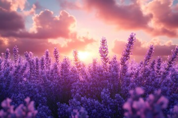 Fototapeta premium A vibrant lavender field at sunset, showcasing nature's beauty and tranquility.