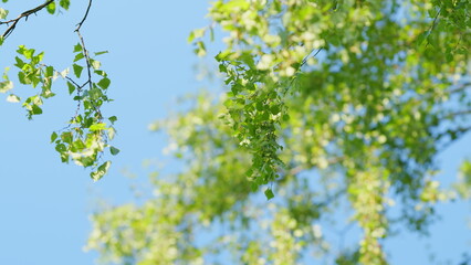 Birch branches with fresh green leaves and seeds. Birch tree branch, betula pendula. Sunny summer day. Slow motion.