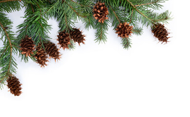 Cones and branches pine tree ( Pseudotsuga menziesii, Douglas fir, Douglas-fir, Douglas tree,...