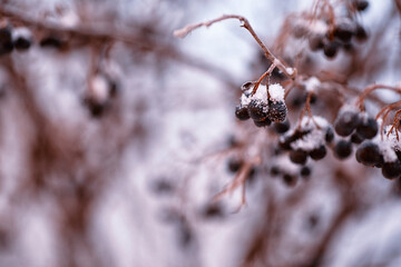 Winter atmospheric landscape with frost-covered dry plants during snowfall. Winter Christmas...