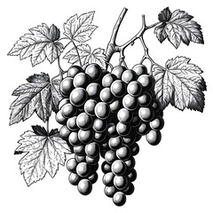 Obraz premium bunch of grapes vector