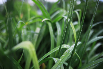 Flowers and plants summer field in sunlight