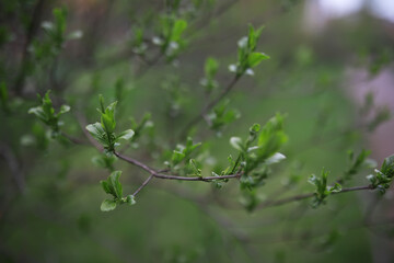 Summer landscape, lush green vegetation and nature.