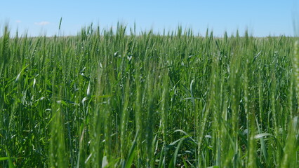 Generic agriculture and cereals concept. Green wheat field at sunny day. Riped wheat grain ear.