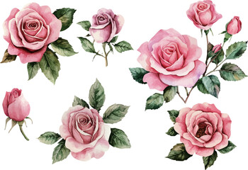 set of pink roses