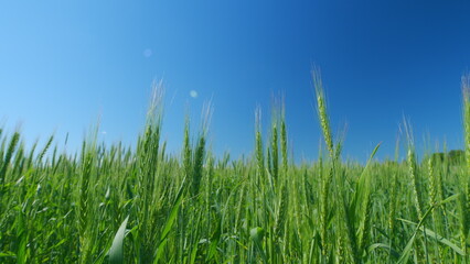 Unripe grain farm field. Low anlgle view. Beautiful blue sky. Green ripe ears of wheat in rays of sun sway in wind.