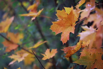 Beautiful autumn park. Russian North. Autumn trees and leaves. Autumn Landscape.Park in Autumn. Forest in Autumn.