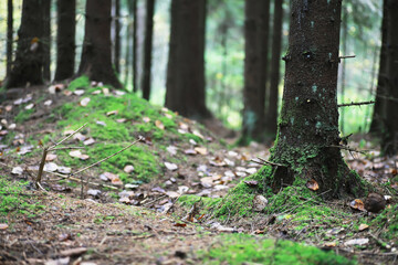 Naklejka premium city park without people on an autumn day, bright rays of the sun shine through the crowns of maple trees