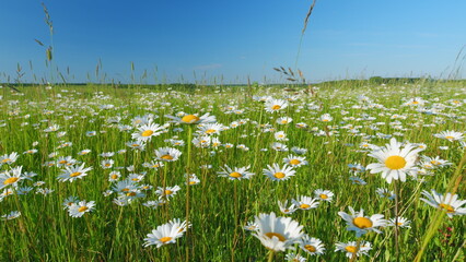 White flowers on a green meadow. Blossoming daisies or ornamental wild flowers on grassland. Slow motion.