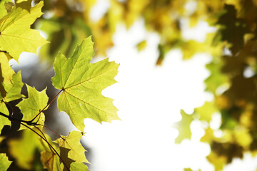 city park without people on an autumn day, bright rays of the sun shine through the crowns of maple trees