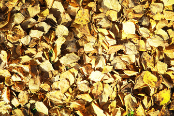 city park without people on an autumn day, bright rays of the sun shine through the crowns of maple trees