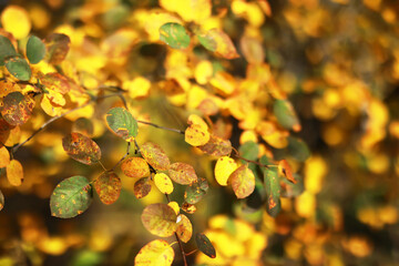 city park without people on an autumn day, bright rays of the sun shine through the crowns of maple...