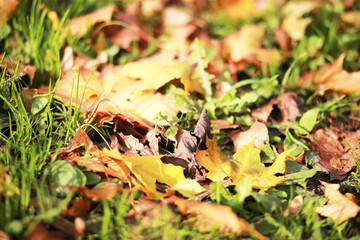 city park without people on an autumn day, bright rays of the sun shine through the crowns of maple trees