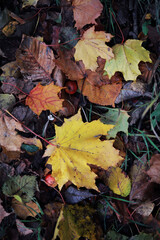 Beautiful autumn park. Russian North. Autumn trees and leaves. Autumn Landscape.Park in Autumn. Forest in Autumn.