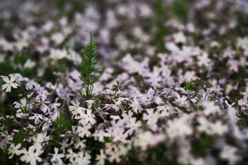 Spring bloom. The first flowers against the background of green spring.