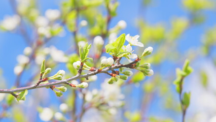 White blooming on a tree in early spring in the garden. White cherry flower with raindrops on the petals blooming. Slow motion.