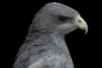 A Chilean Blue Eagle. Also known as the Black-Chested Buzzard-Eagle, the Chilean Blue Eagle is a South American bird of prey from the Buteo genus.