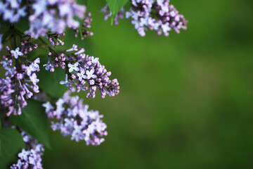 Spring bloom. The first flowers against the background of green spring.