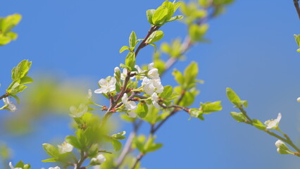 Vibrant cherry blossom petals with tree canopy. White flowers on a tree. Slow motion.