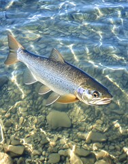 Obraz premium A fish swimming in clear water over a rocky bottom, showcasing its natural habitat.