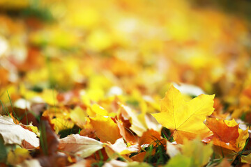 city park without people on an autumn day, bright rays of the sun shine through the crowns of maple...