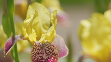 Bearded iris. Colorful tall flowering springtime plant. Natural background. Slow motion. © artifex.orlova