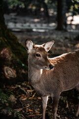 Deer in Nara, Japan