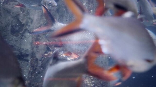 A captivating scene of a shoal of tinfoil barbs Barbonymus schwanenfeldii moving gracefully together in an aquarium, metallic silver scales and bright red fins in Aquaria KLCC kuala lumpur malaysia